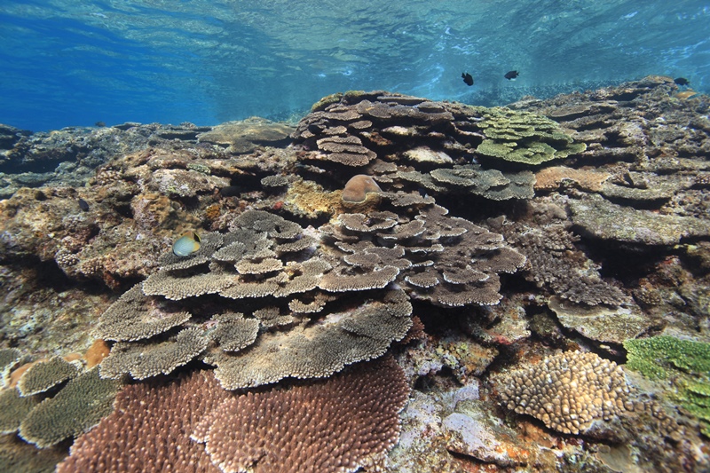 7. Coral reef in Tokashiki islad